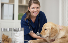 Veterinary Technologist